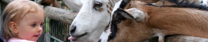 Meisje met geitjes Thumbnail