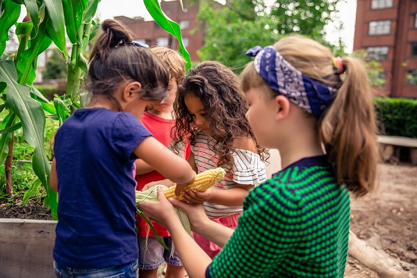 Kinderen op de bso pellen een maïskolf uit de moestuin